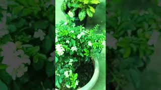 Madhukamini Gardening Nature  short Trending  Nature  flower Trending short [upl. by Nyrhtac796]