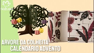 Vamos conhecer Presentes Ekos ÁRVORE DA COLHEITA e CALENDÁRIO ADVENTO 🎁 [upl. by Leontyne]