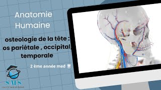 cours dosteologie de la têteos pariétale occipitaltemporale  module danatomie humaine [upl. by Eenaj]