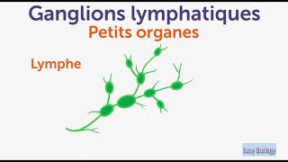 Les ganglions lymphatiques  Symptômes  Causes  Conseils [upl. by Reeva]