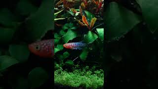 killifish redshrimp plantedaquarium plantedtank plants aquascape plantedtanksetup aquarium [upl. by Andriette999]