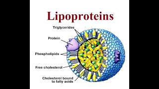 Lipoproteins structure and functions  2024 [upl. by Aime311]