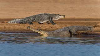 Gharial Revealing the Gharial Bites Power  Wild Animalogy [upl. by Ruffin841]