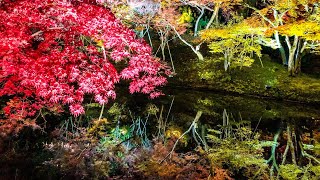 京都高台寺の絶景紅葉ライトアップ Autumn Leaves at Kodaiji Kyoto Night 4K60p [upl. by Nofets]