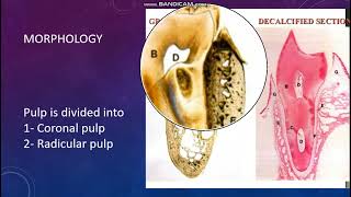 6 Dental Pulp [upl. by Gresham354]