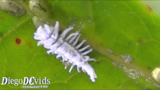 Mealybug species Coccoidea  Pseudococcidae Cochonilha [upl. by Ailahk]