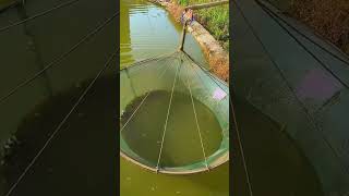 Freshwater ornamental fish breeding process [upl. by Lyn]