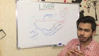 LIVER  STRUCTURE ANATOMY HISTOLOGY amp FUNCTIONS [upl. by Aicrop832]