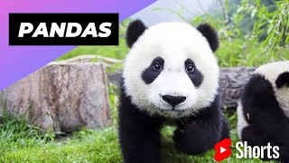 Pandas 🐼 One Of The Worst Mothers In The Animal Kingdom shorts pandas animalkingdom [upl. by Ahsied]