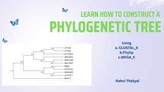 Construction of a Phylogenetic Tree  BSc Zoology  Evolutionary Biology [upl. by Soirtemed]