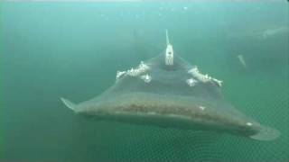 Crazy weird Bowmouth Guitarfish [upl. by Akimert]