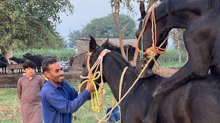 Today horse meeting in my villeg Breeding horse female best breeding breeding horse [upl. by Melnick]