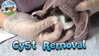 Guinea pig sebaceous cyst near scent gland and how to stop them developing [upl. by Ahsienot596]