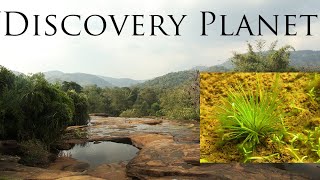 The Golden pond Eriocaulon and beautiful water plants in Bhoothathankettu forest India 12 [upl. by Arykat]