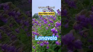 Karvi Flower Festival  Lonavala Pune [upl. by Waynant]