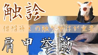 【触診】肩甲挙筋の触り方 リハビリ 触診方法 [upl. by Alveta]