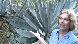 What You MUST Know About Century Plants Agave americana [upl. by Armando945]