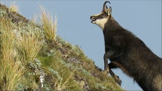 PEAK RUT  Chamois Bucks Gone Mad [upl. by Hutt485]