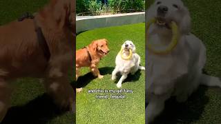 Spend the afternoon with me and my girlfriend goldenretrievers doglovers dogshorts [upl. by Saretta]