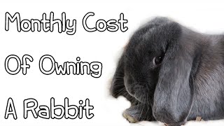 Monthly Cost Of Owning a Rabbit [upl. by Adnamra]