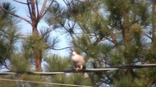 Eurasian Collared Dove Documentary [upl. by Fey]