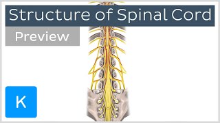 Structure of the spinal cord preview  Human Anatomy  Kenhub [upl. by Erda]