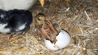 Hen Harvesting eggs to chicks  Egg Hatching [upl. by Tifanie]