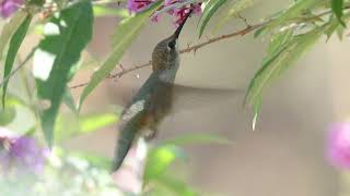 BROADTAILED HUMMINGBIRD [upl. by Borchers774]