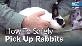 How to Pick Up Rabbits [upl. by Boyce]