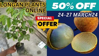 Longan fruits plants grafted  Nursery walla  best online fruit plant nursery [upl. by Zusman]