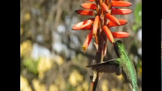 De Flor en Flor  LOS LAURELES DEL SUR  Canal oficial Youtube [upl. by Yngiram]