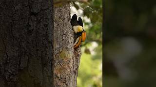 Great Hornbill feeds its mate in the nest greathornbill india birds love nature nikon [upl. by Urian883]