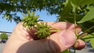 Sweetgum Liquidambar styraciflua [upl. by Einolem]