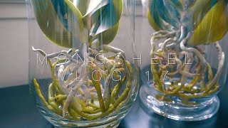 호접란 수경재배할때 주의사항 full water culture orchids things you need to watch out for English sub [upl. by Gruber385]