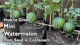 How to Grow Watermelon from Seed in Containers  Easy Planting Guide [upl. by Clothilde]