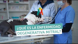 ENFERMEDAD DEGENERATIVA MITRAL [upl. by Maryann473]