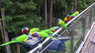 Parrot Facts  Rainbow Lorikeets feeding [upl. by Eeresid]