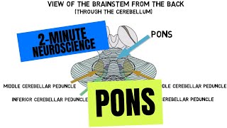 2Minute Neuroscience Pons [upl. by Emsmus]