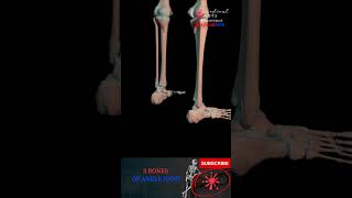 Ankle joint anatomy  3 bones of ankle [upl. by Michiko]