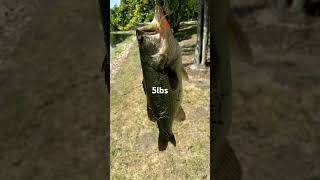 Whopper plopper fishing fishing bassfishing countrymusic [upl. by Anilatac]