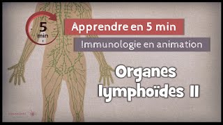 32◽ Les organes lymphoïdes secondaires [upl. by Aldon]