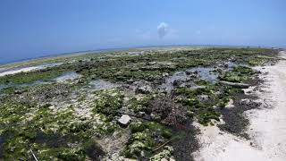 The Sands Beach Resort Zanzibar Dongwe Beach at low tide [upl. by Aikimat]