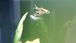 Kileplet parringsdans  Espei rasbora breeding behavior [upl. by Hollerman635]