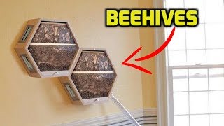 Amazing Installable Beehives In Living Room [upl. by Eziechiele]