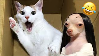 Funniest Cats And Dogs Videos 😁 Best Funny Animal Videos 2024 🥰 Cute animals🔥Star Show [upl. by Eigriv133]