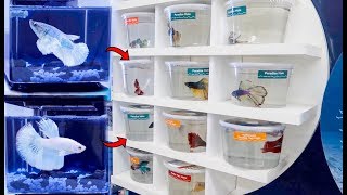 BETTA Fish SHOPPING SPREE BREEDING Betta Fish [upl. by Enidan735]