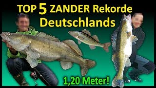 Top 5 Rekord ZANDER Deutschlands  116 Meter Zander [upl. by Aicetel344]