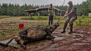 Trapping and hunting GIANT hogs with Kendall Gray [upl. by Cahra746]