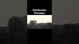 Echolocation echolocation echo animals technique youtubeshorts [upl. by Pavlish155]