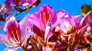 Orchid Tree Bauhinia variegata La Costa California [upl. by Aleihs]